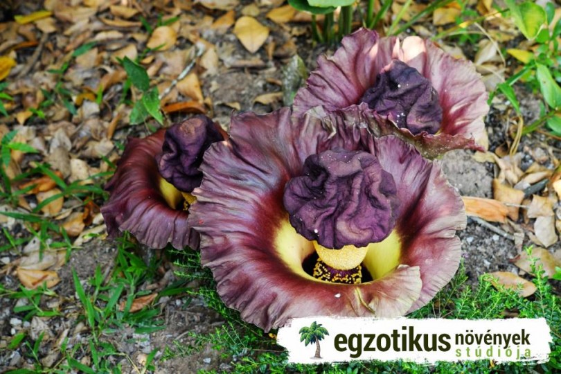 Elefánt jamsz, Amorphophallus paeoniifolius, gyökérzöldség, zöldség